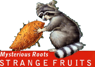 mysterious roots - strange fruits